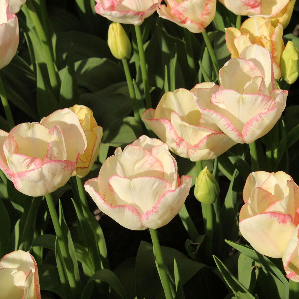 Tulipano Multiflora Rosy bouquet