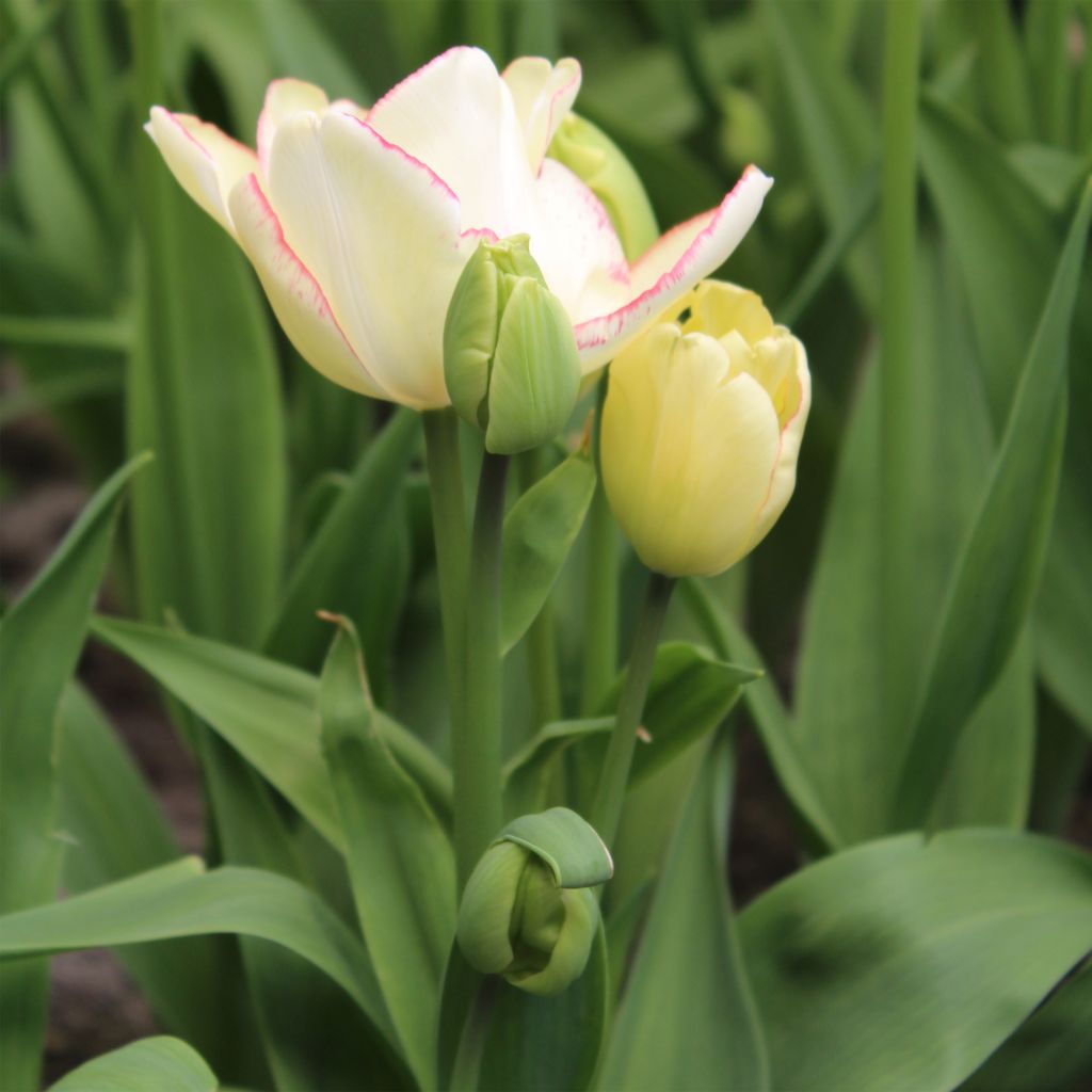 Tulipano Multiflora Rosy bouquet