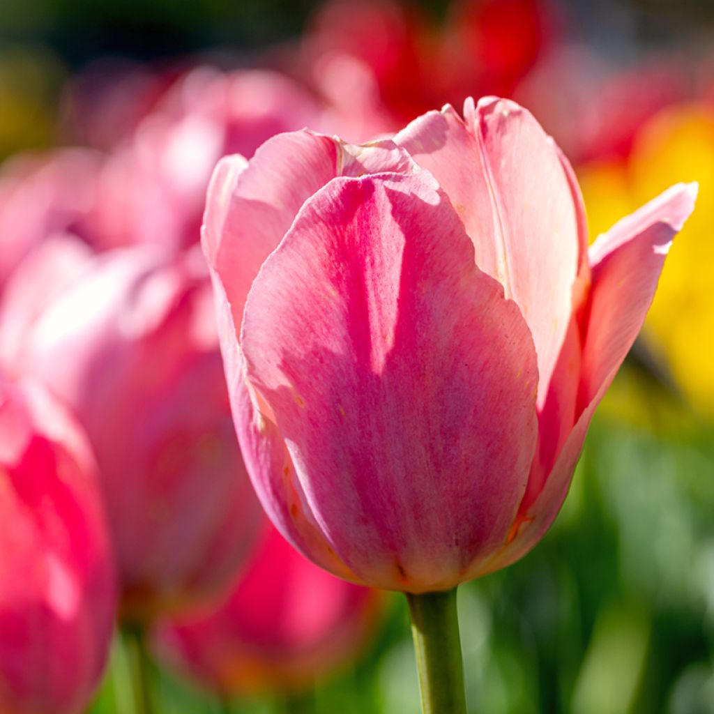 Tulipano Trionfo Préludium