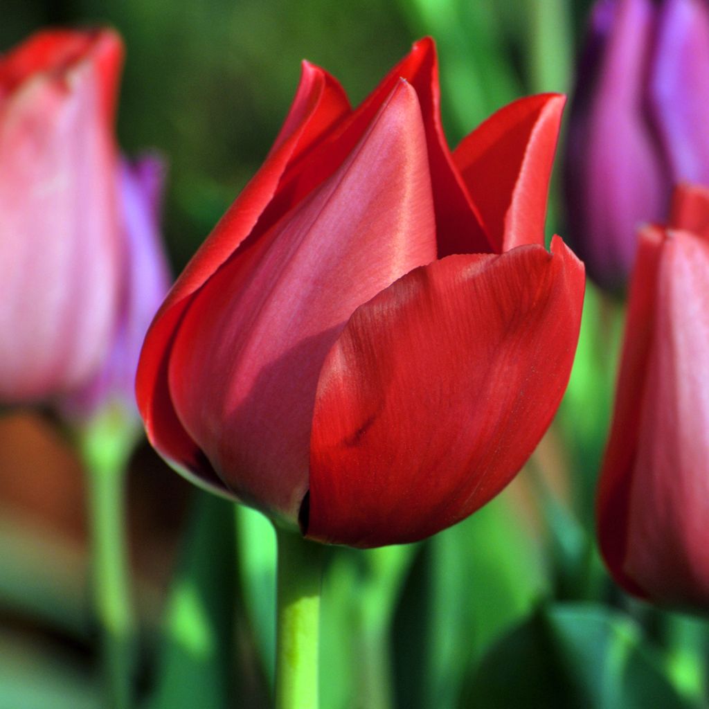 Tulipano semplice precoce Christmas Carol