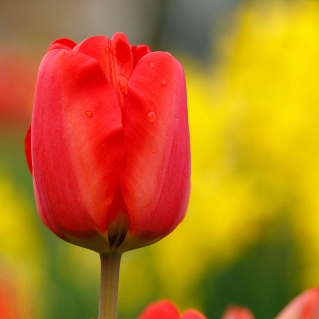 Tulipano semplice precoce Paradiso