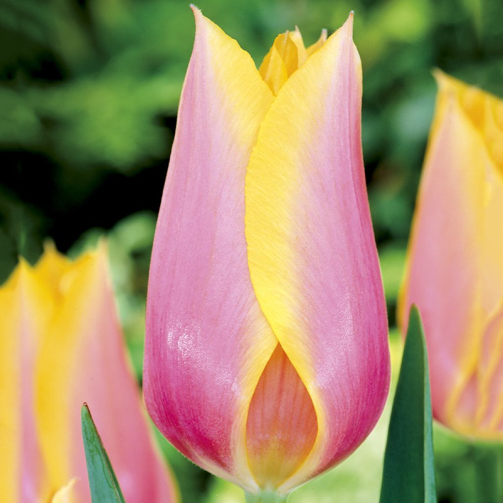 Tulipano Blushing Lady