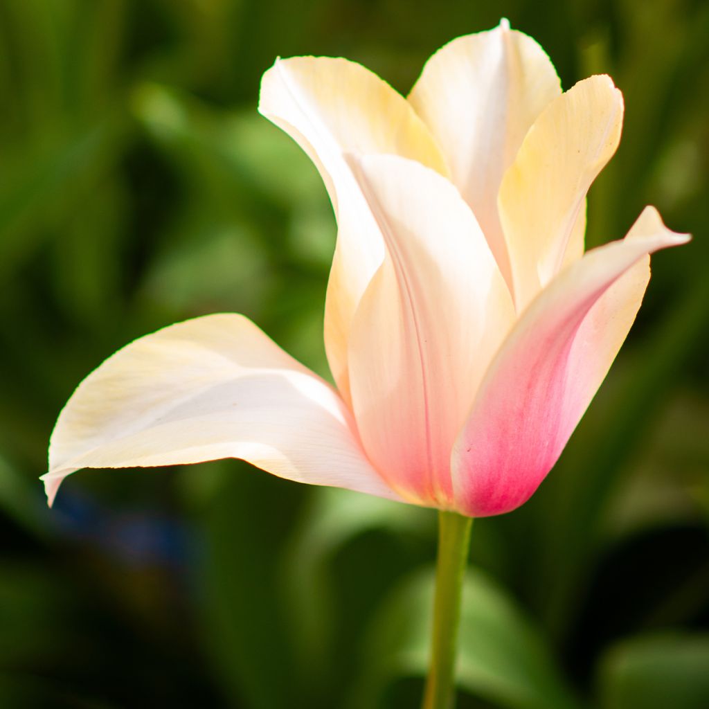 Tulipano Blushing Lady