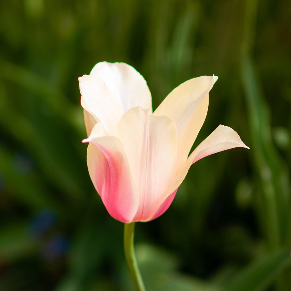 Tulipano Blushing Lady