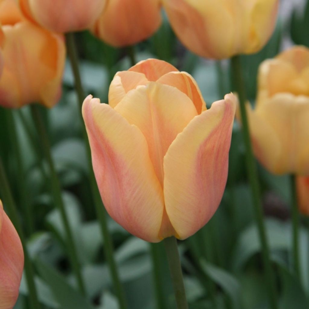Tulipano Trionfo Apricot Foxx