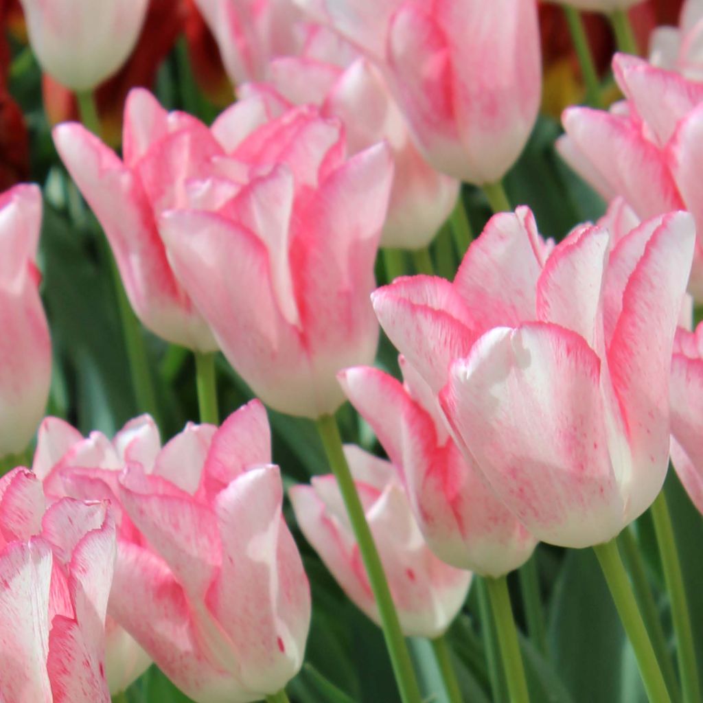 Tulipano Trionfo Beauty Trend