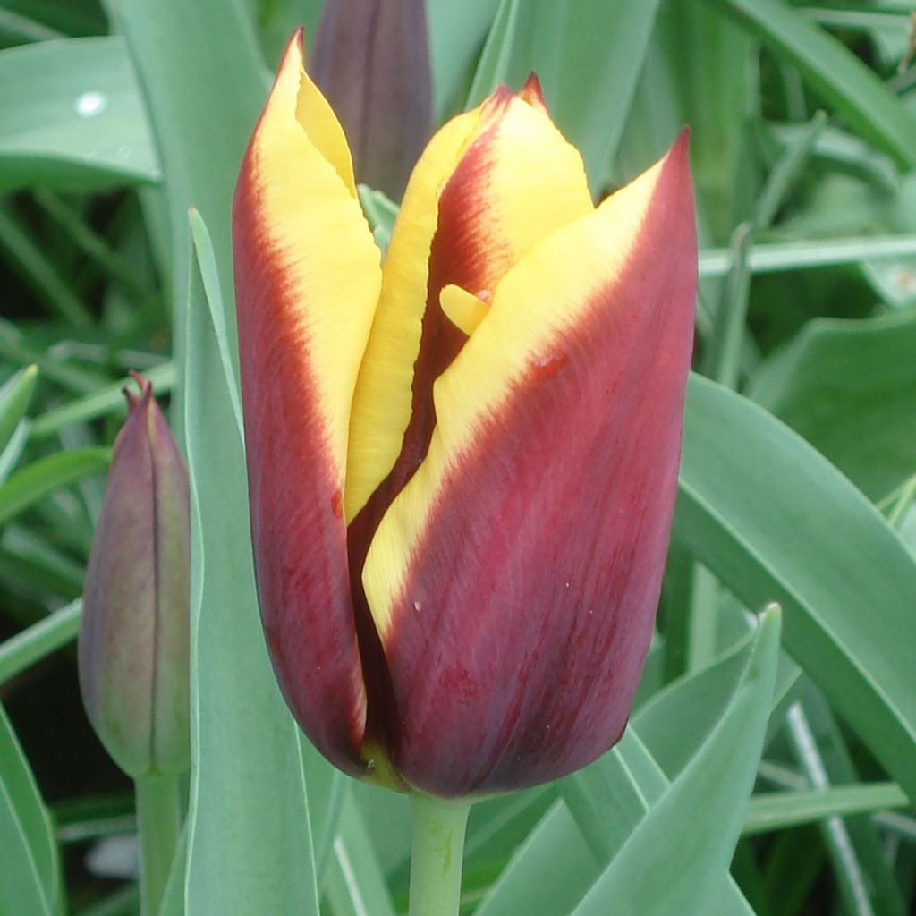 Tulipano Trionfo Gavota