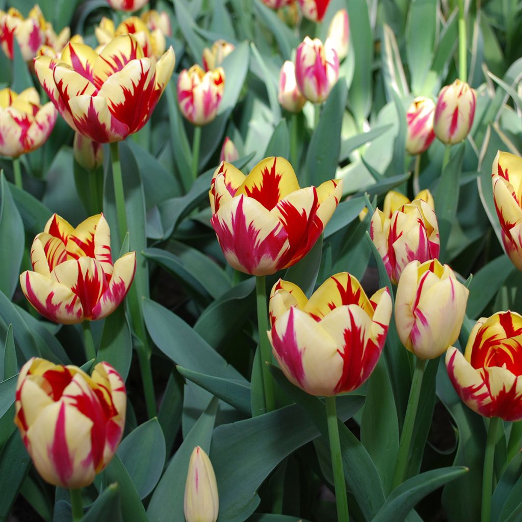 Tulipano Trionfo Grand Perfection