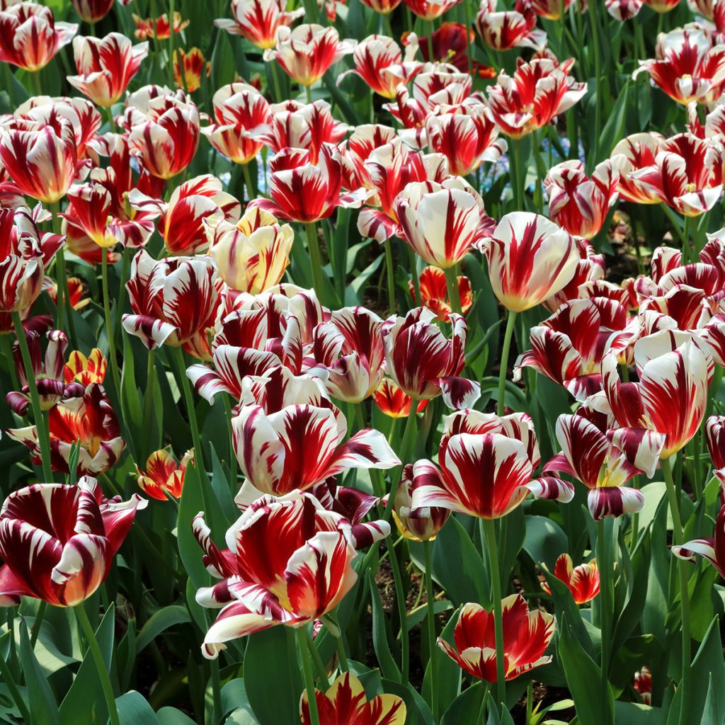 Tulipano Trionfo Grand Perfection