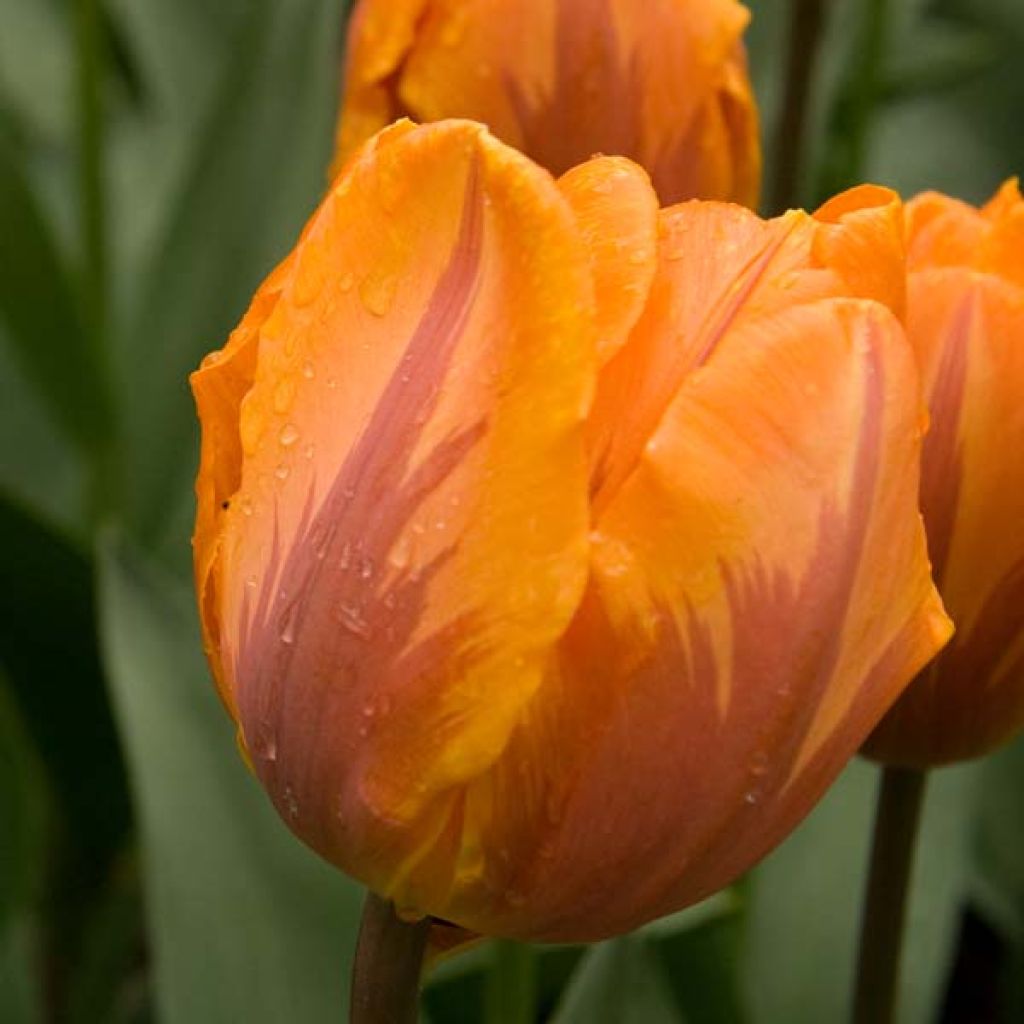 Tulipano Trionfo Princesse Irène
