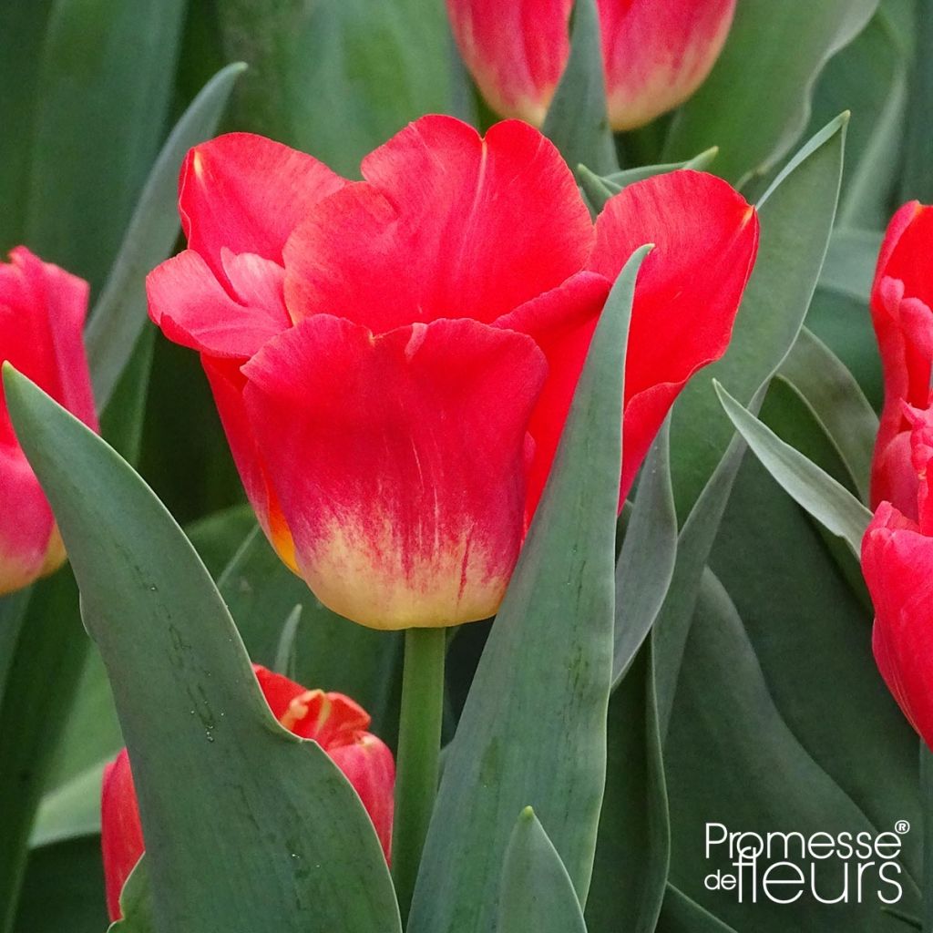 Tulipano Trionfo Match