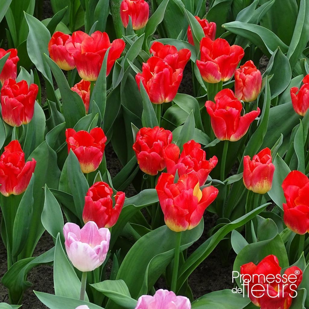 Tulipano Trionfo Match