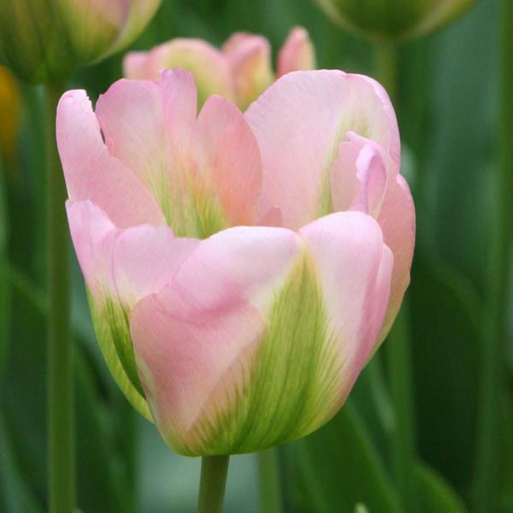 Tulipano Viridiflora Groenland