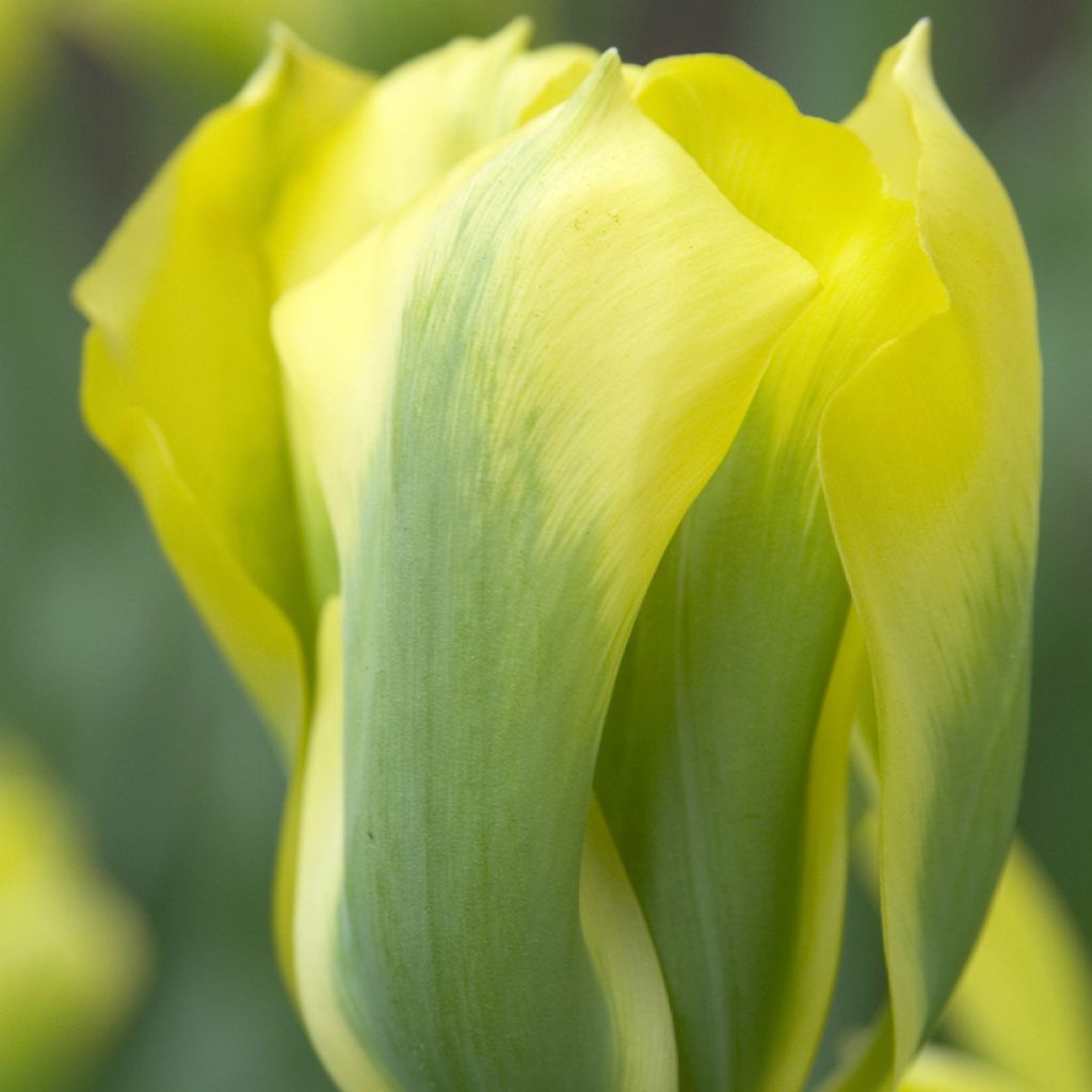 Tulipano Viridiflora Formosa