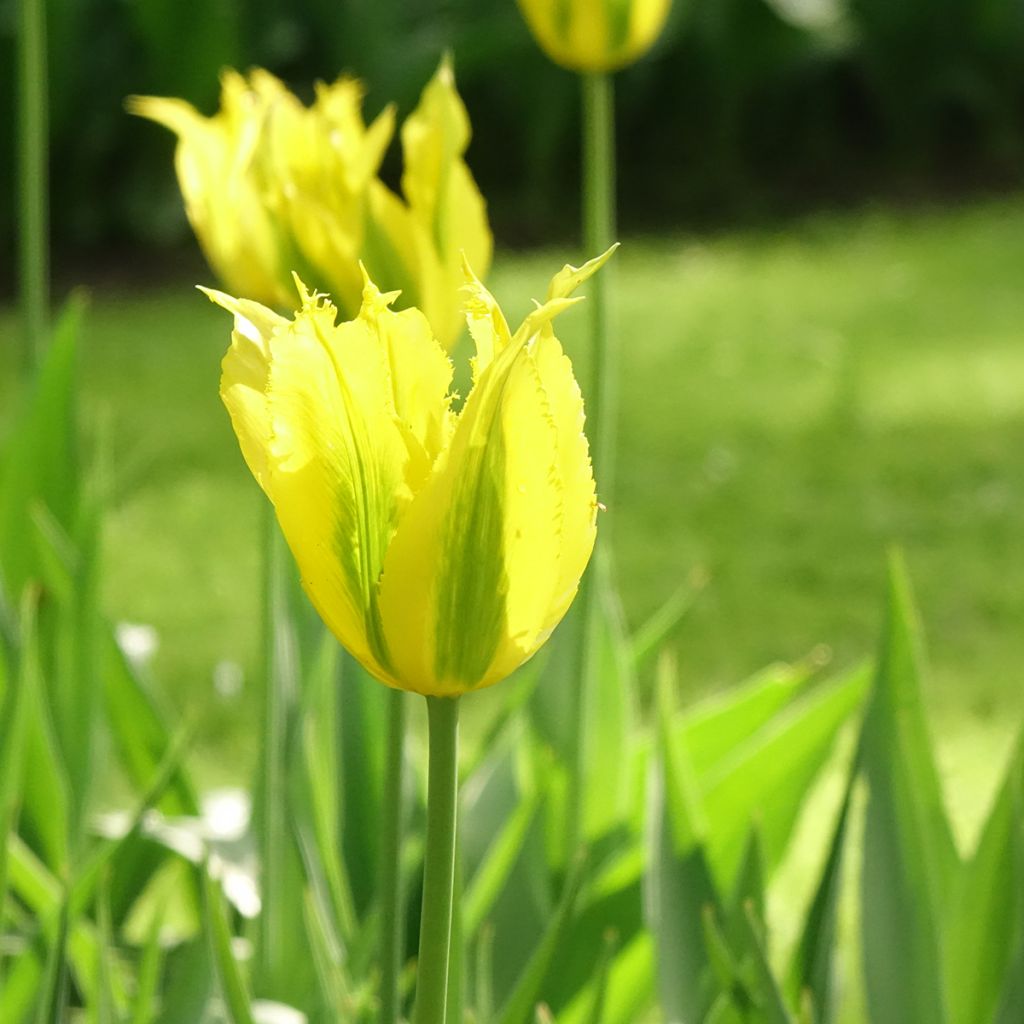 Tulipano Viridiflora Green Mile