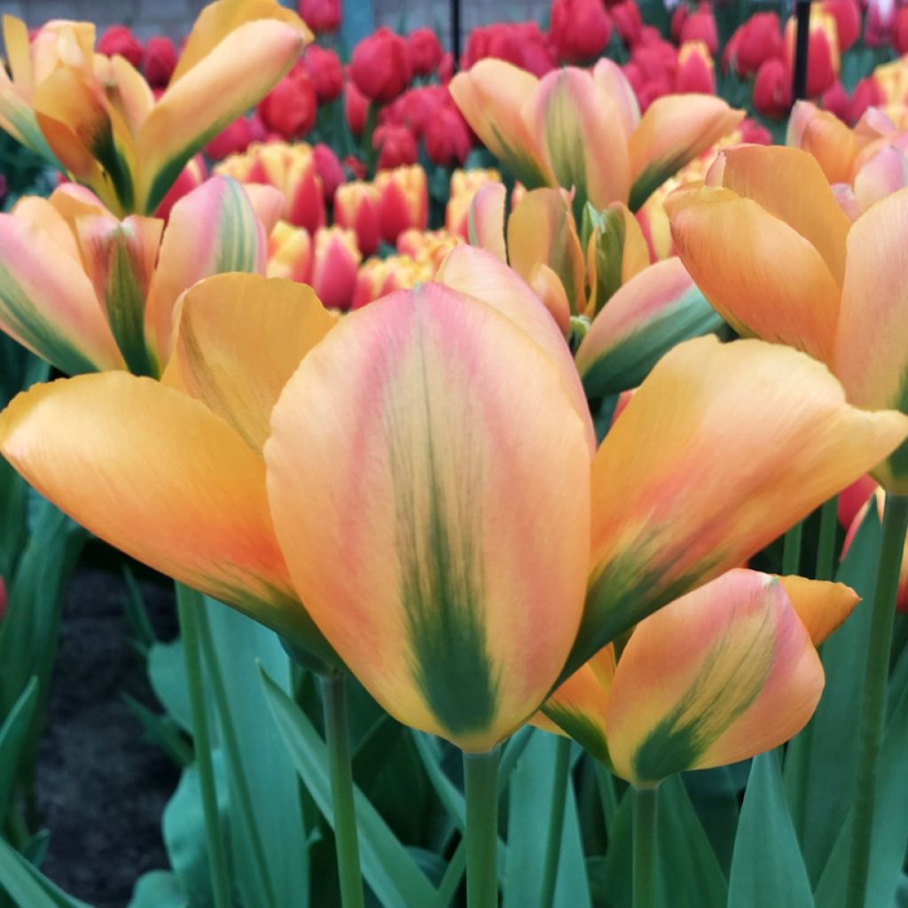 Tulipano Viridiflora Orange Marmalade