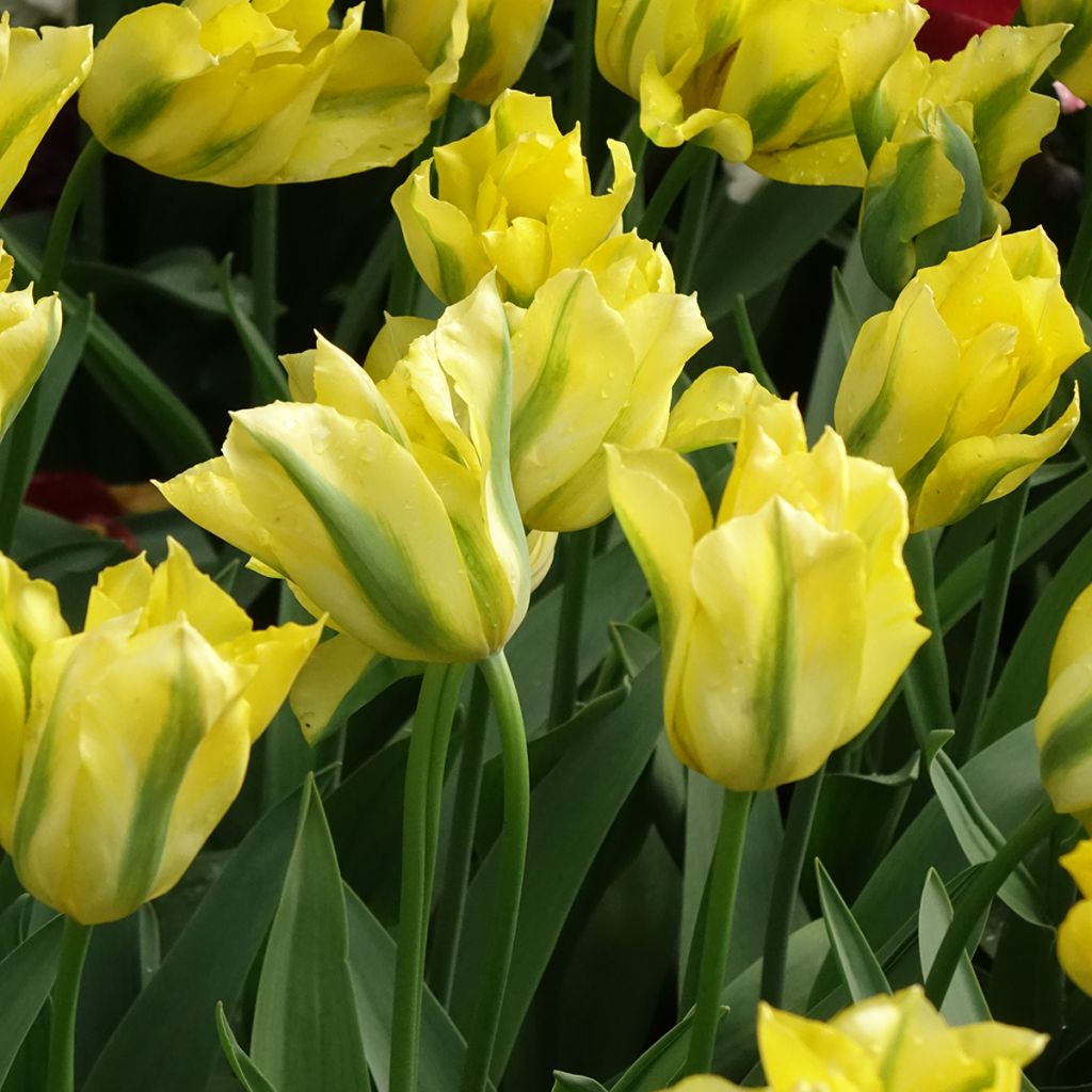 Tulipano Viridiflora Yellow Spring Green