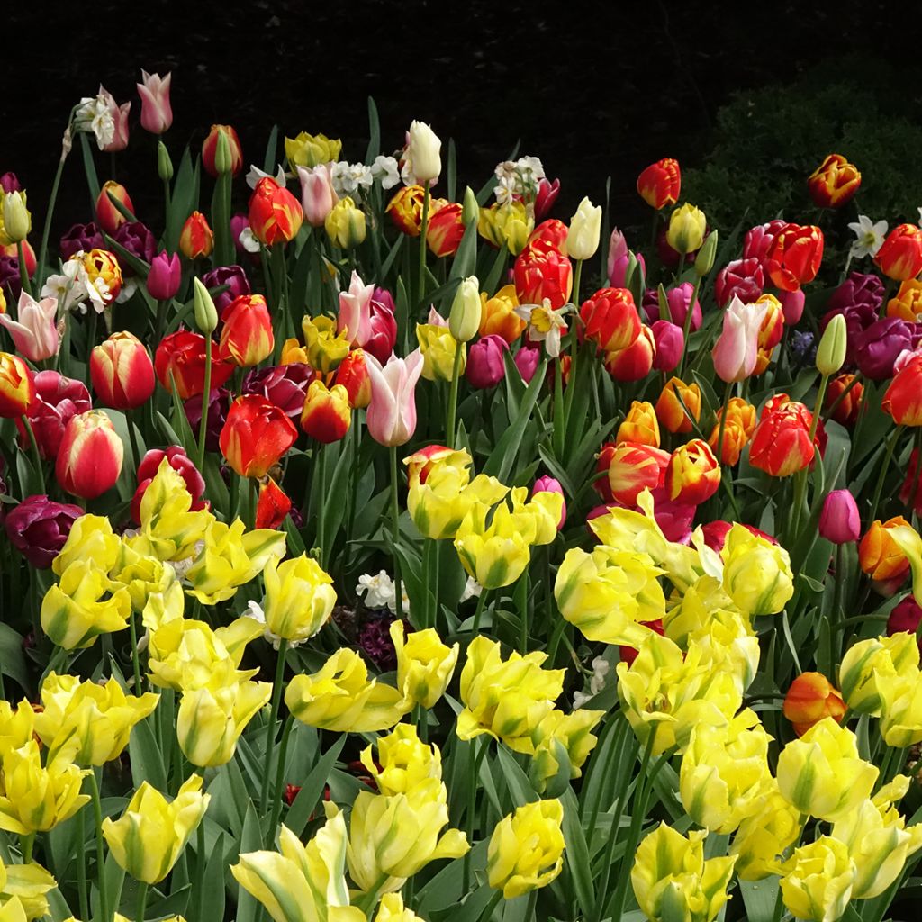 Tulipano Viridiflora Yellow Spring Green