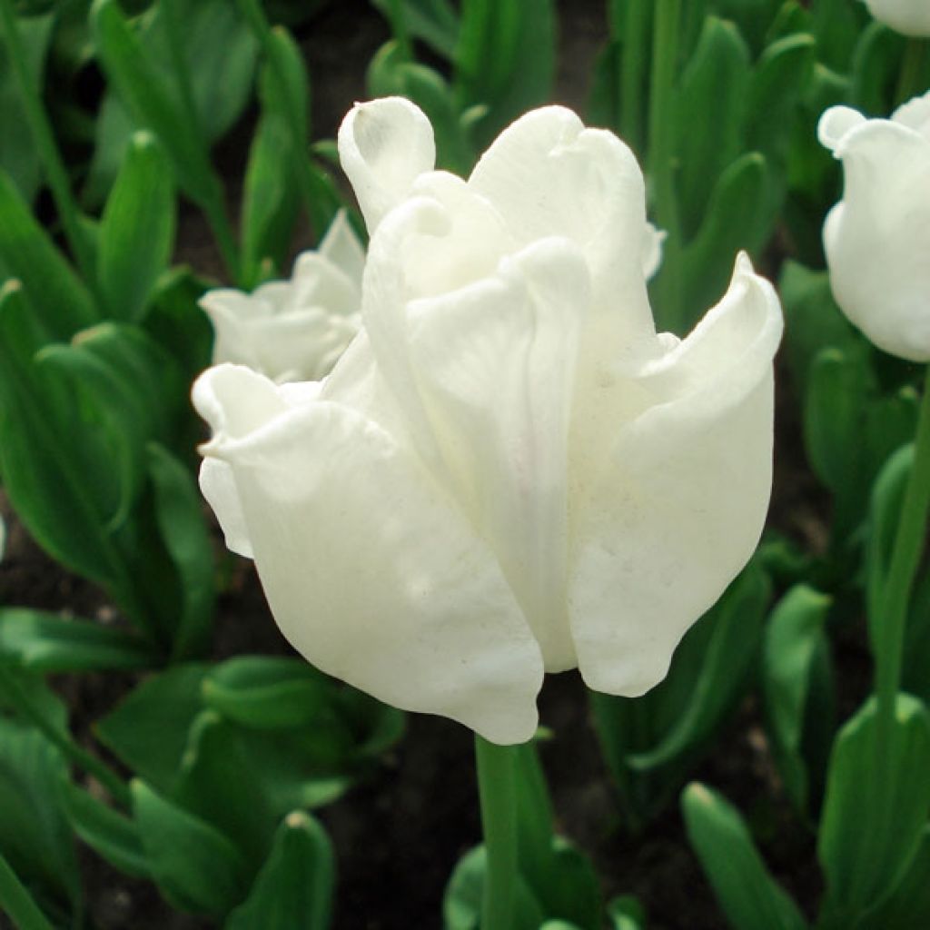 Tulipano Trionfo White Liberstar