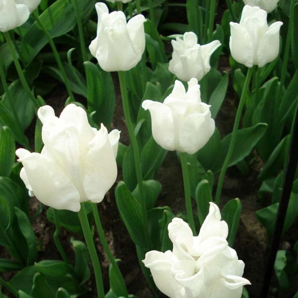 Tulipano Trionfo White Liberstar