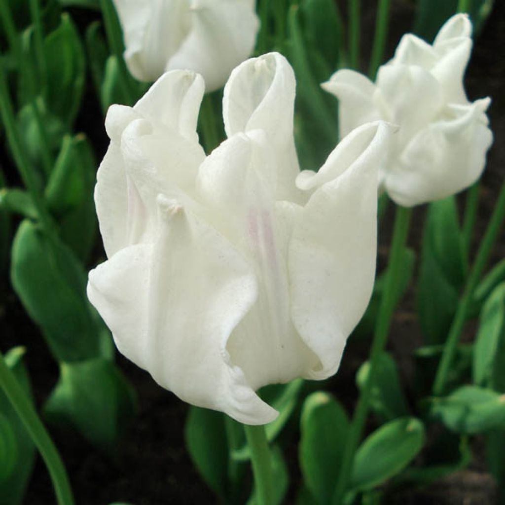 Tulipano Trionfo White Liberstar