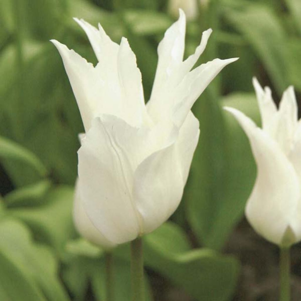 Tulipano Giglio White Triumphator