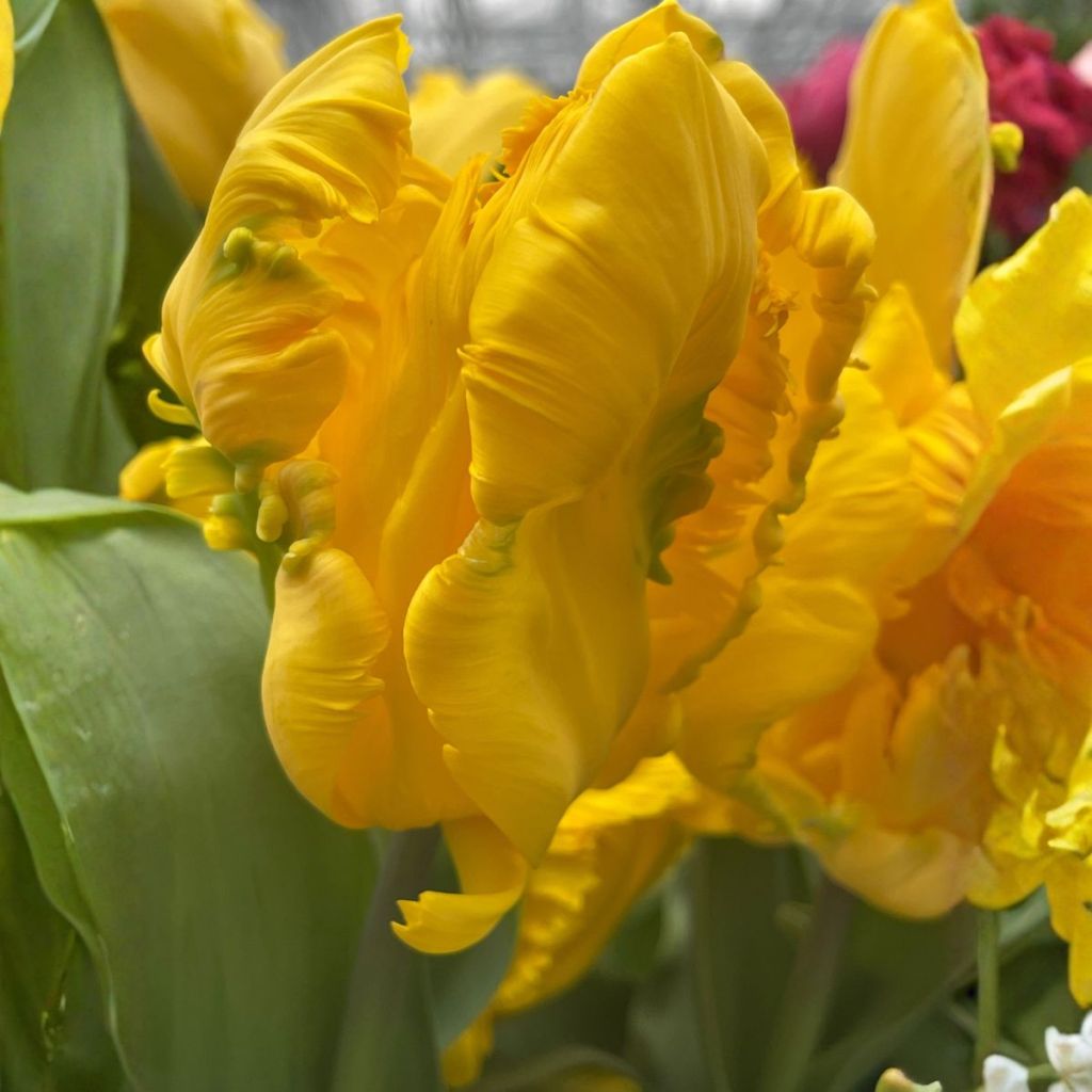 Tulipano Pappagallo Gold Race