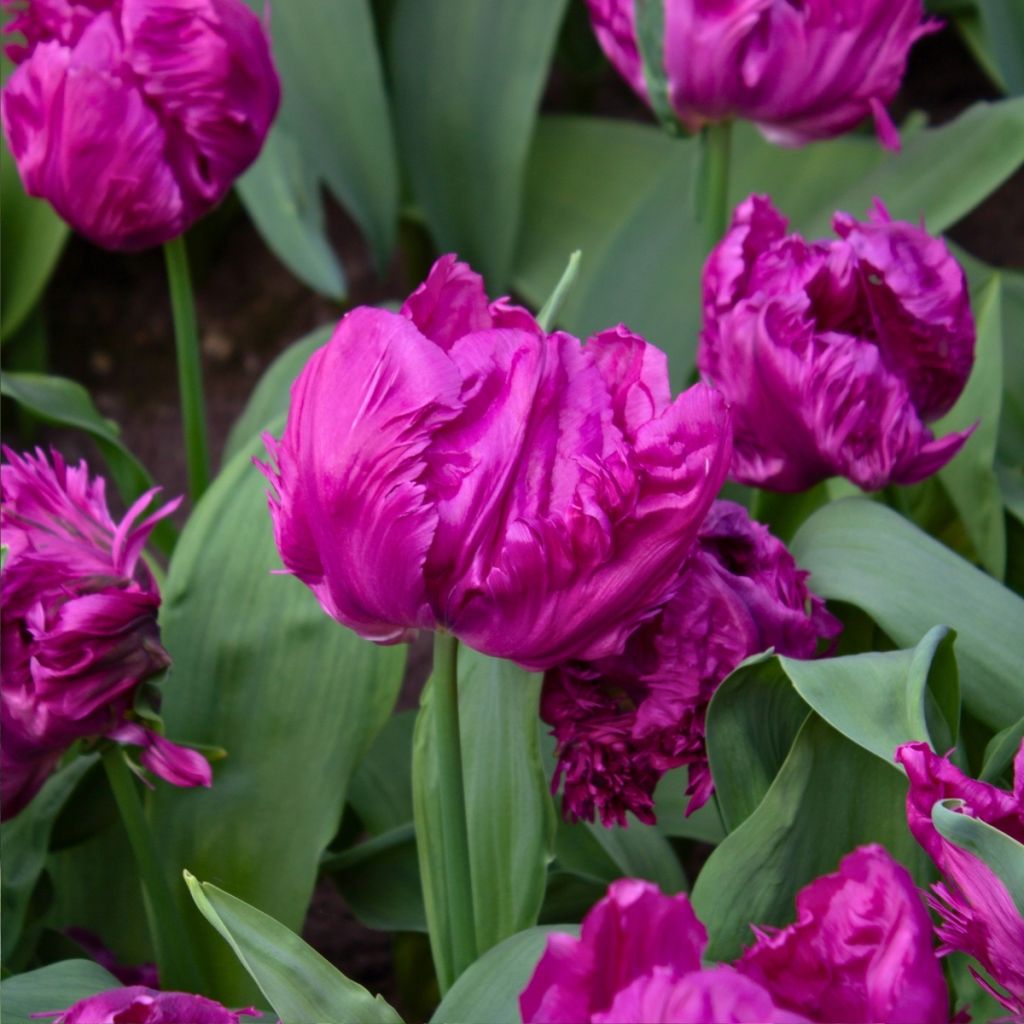 Tulipano Pappagallo Parrot Prince