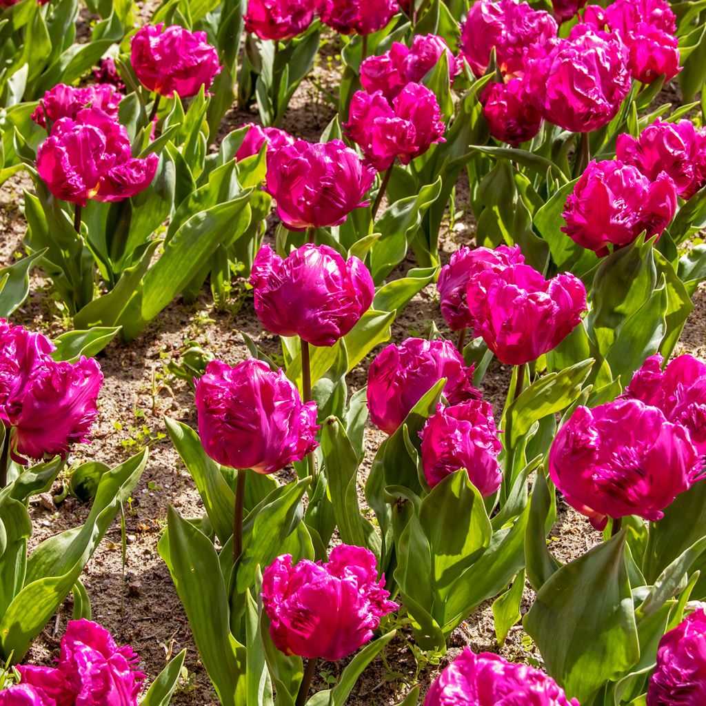 Tulipano Pappagallo Parrot Prince