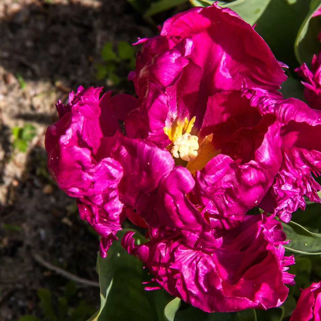 Tulipano Pappagallo Parrot Prince