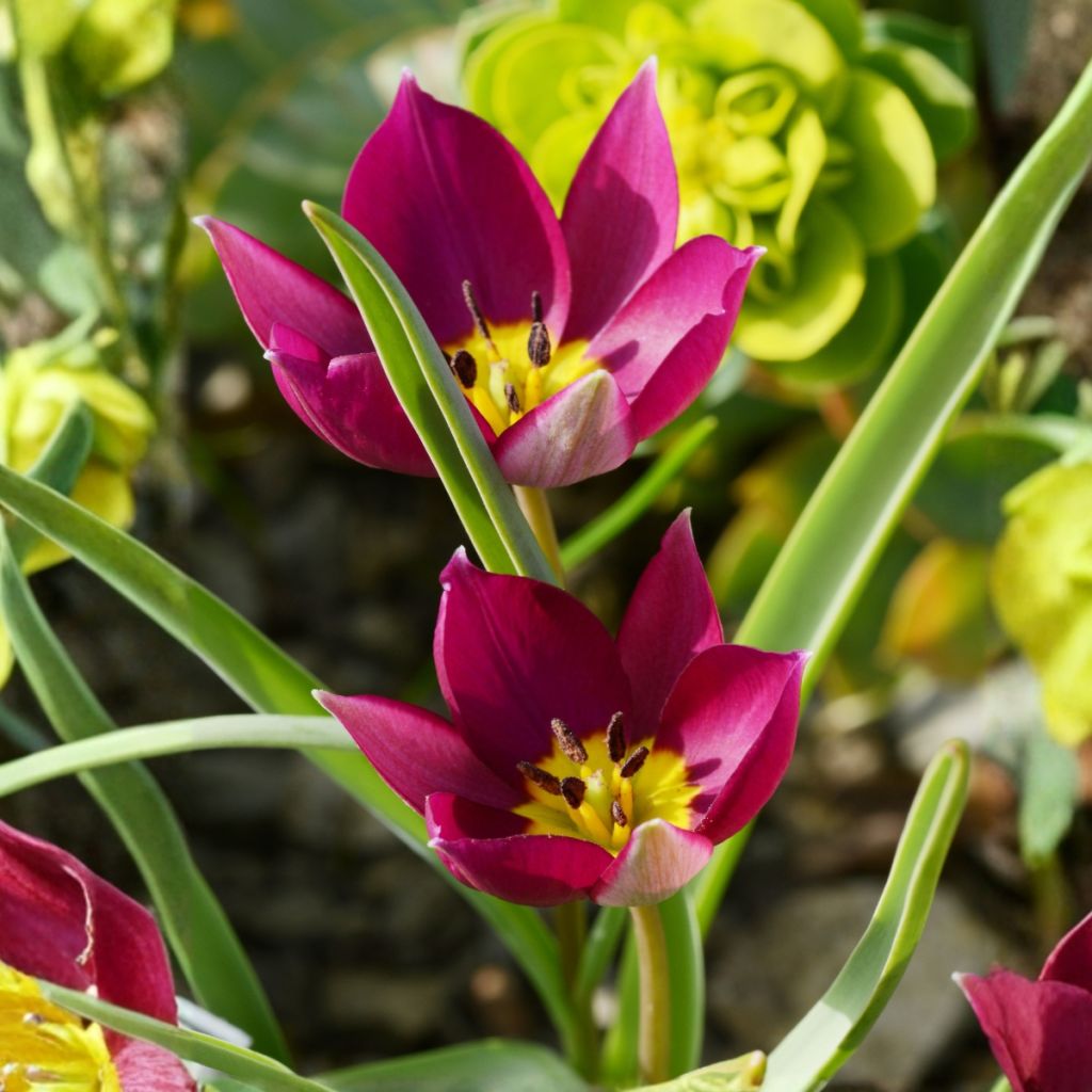 Tulipano botanico humilis Odalisque