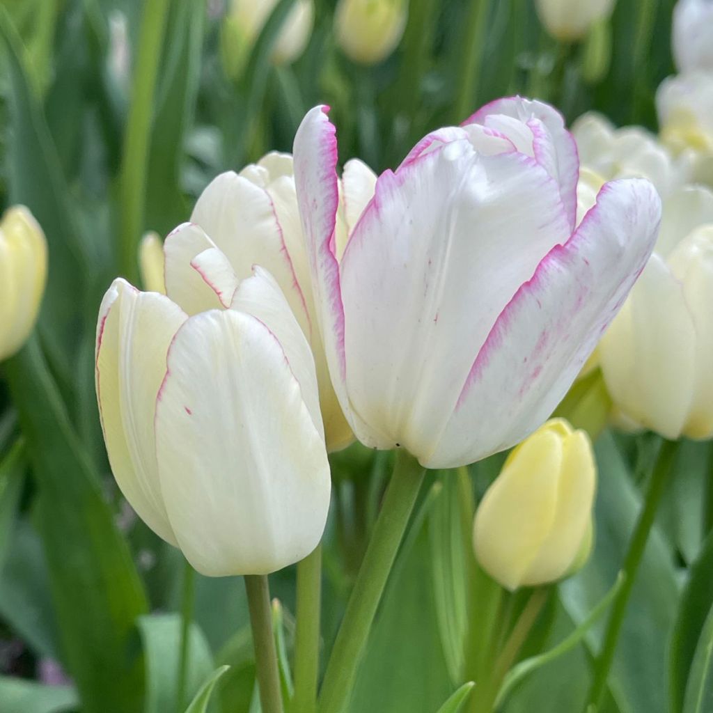 Tulipano Multiflora Emilie