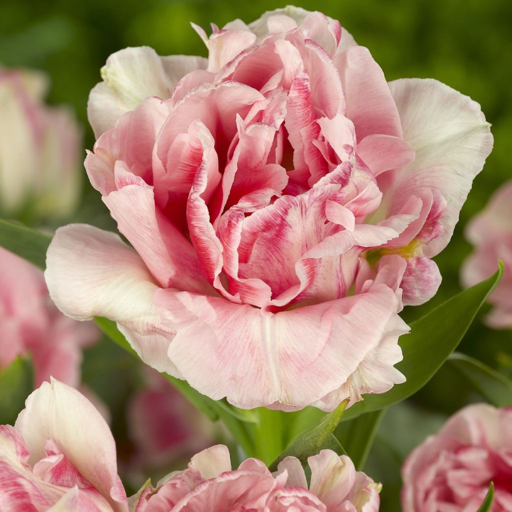 Tulipano Doppio Tardivo Mix