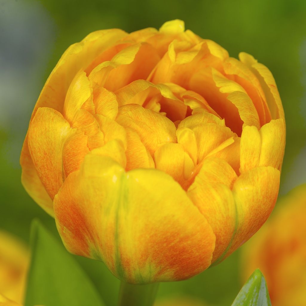 Tulipano Doppio Tardivo Mix