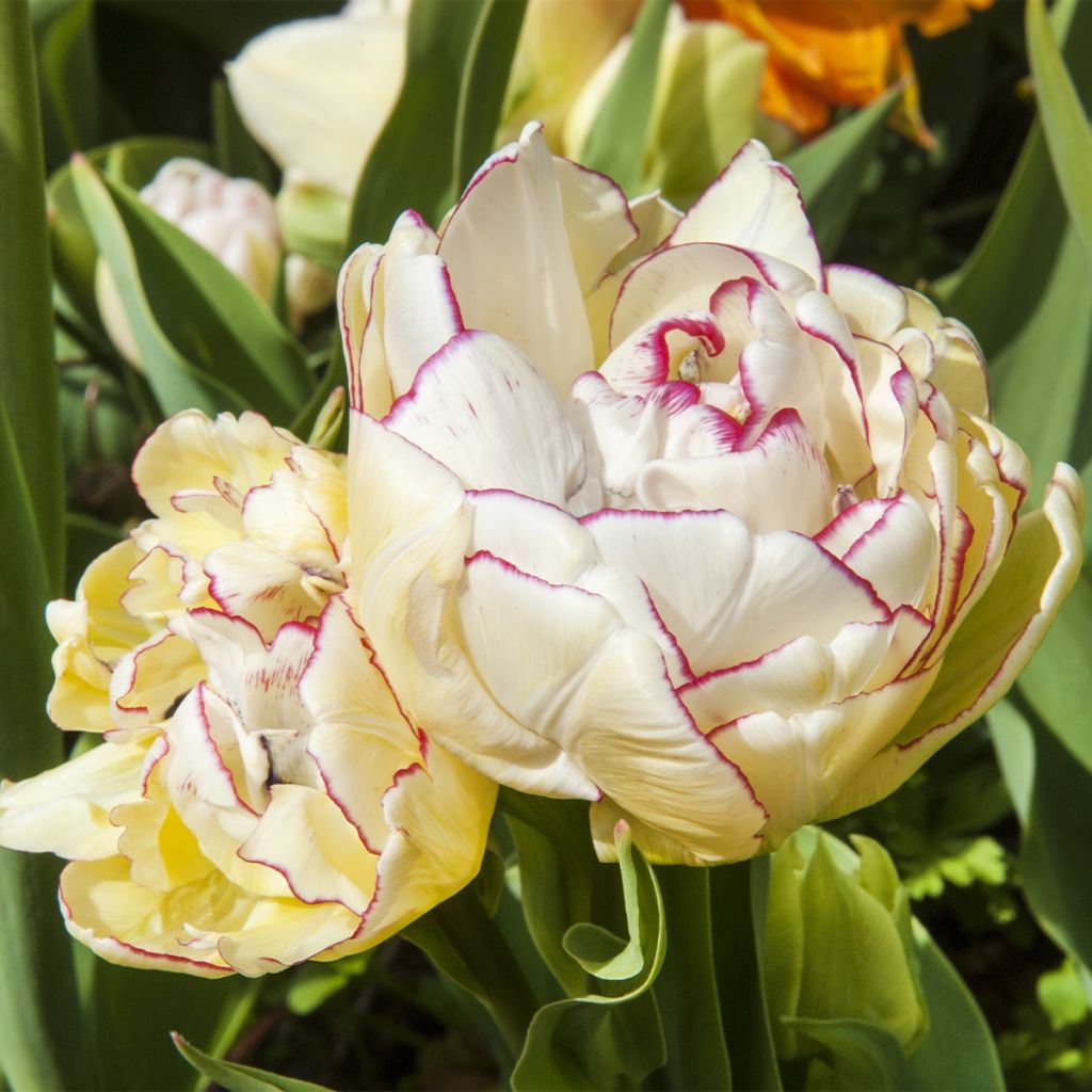 Tulipano Doppio Tardivo Mix