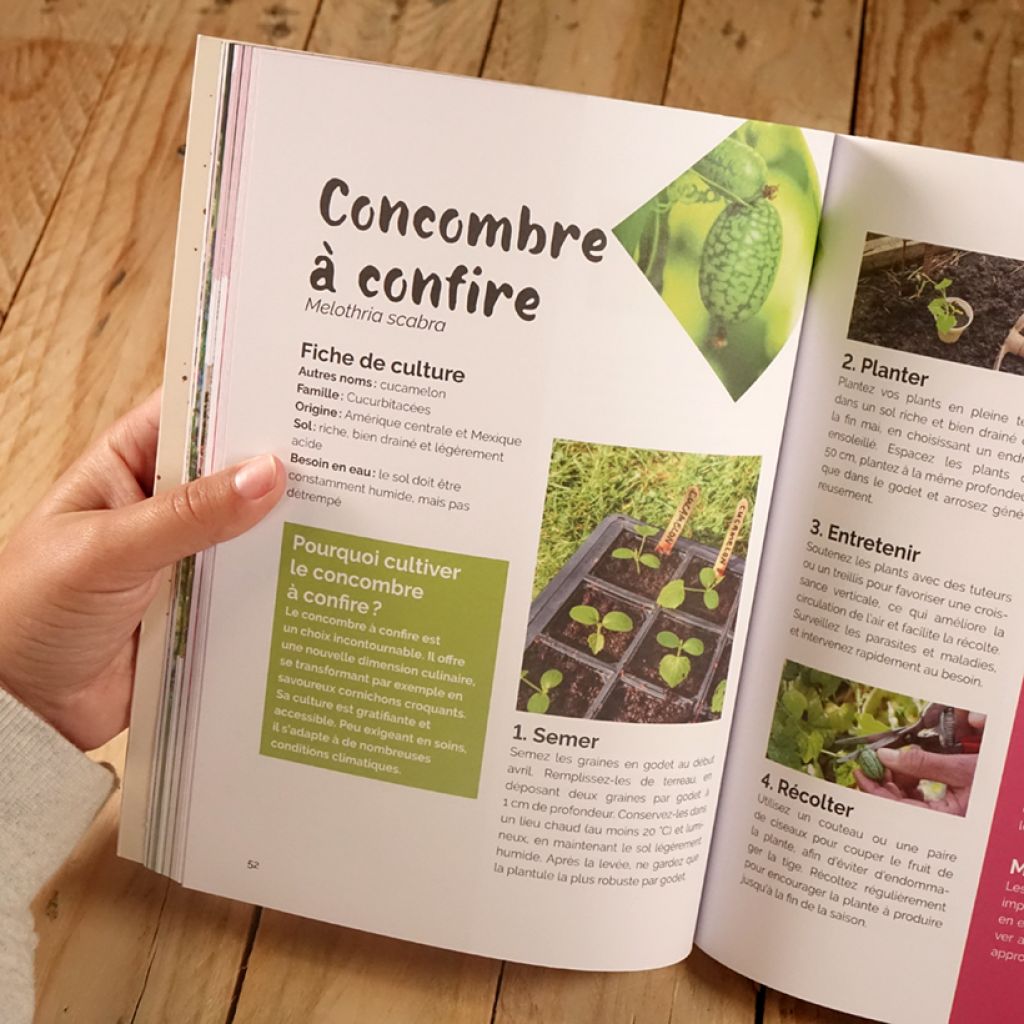 Un potager pas comme les autres