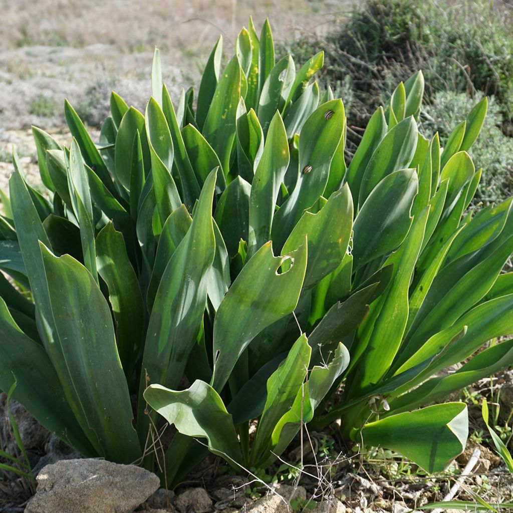 Urginea maritima - Scilla marittima