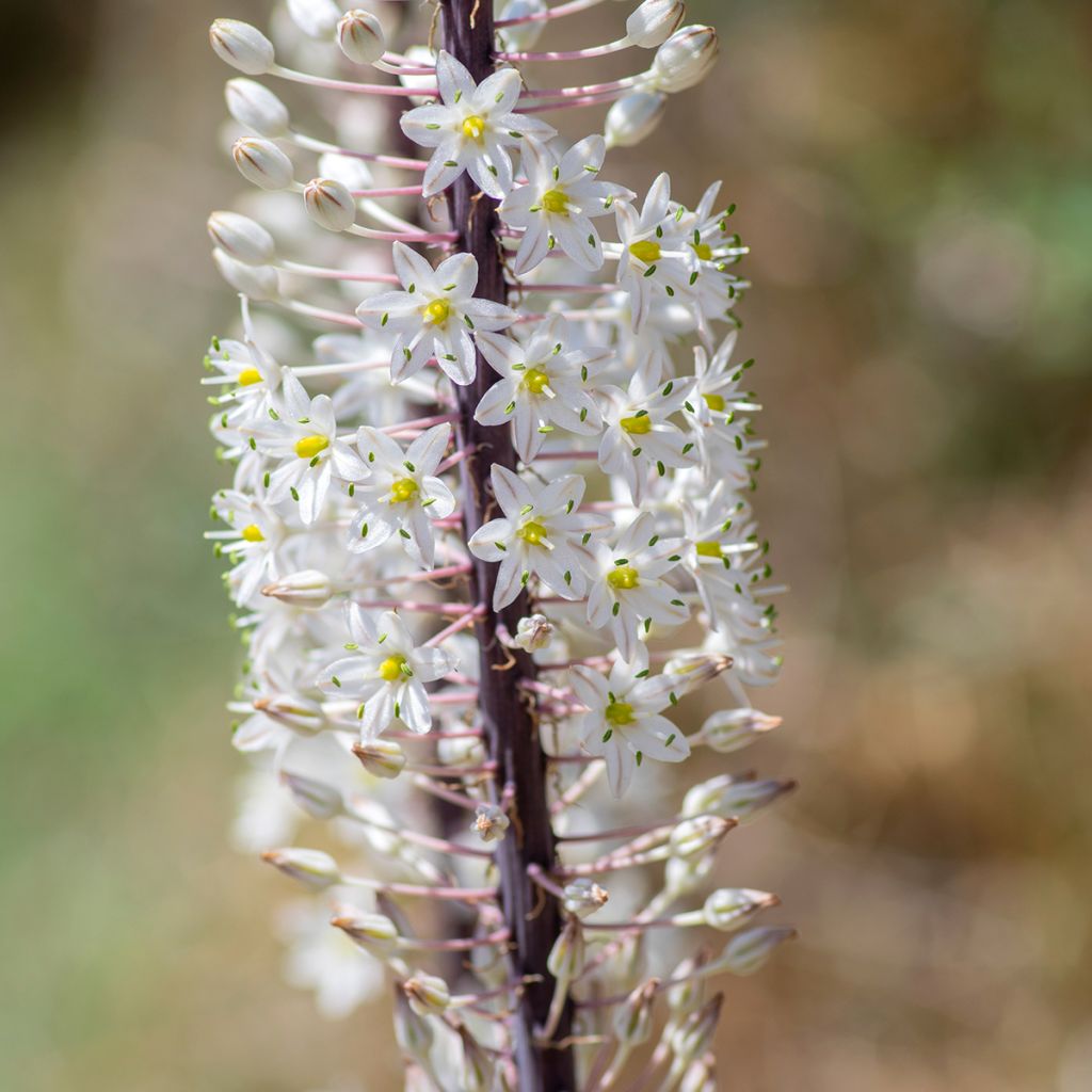 Urginea maritima - Scilla marittima