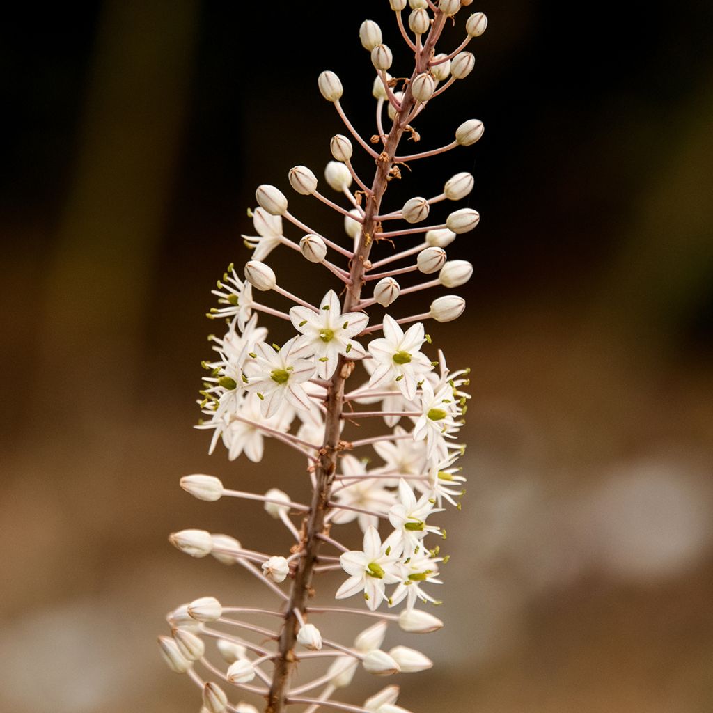 Urginea maritima - Scilla marina