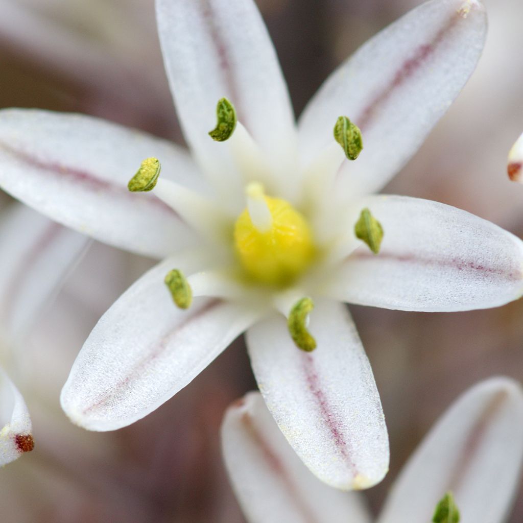 Urginea maritima - Scilla marina