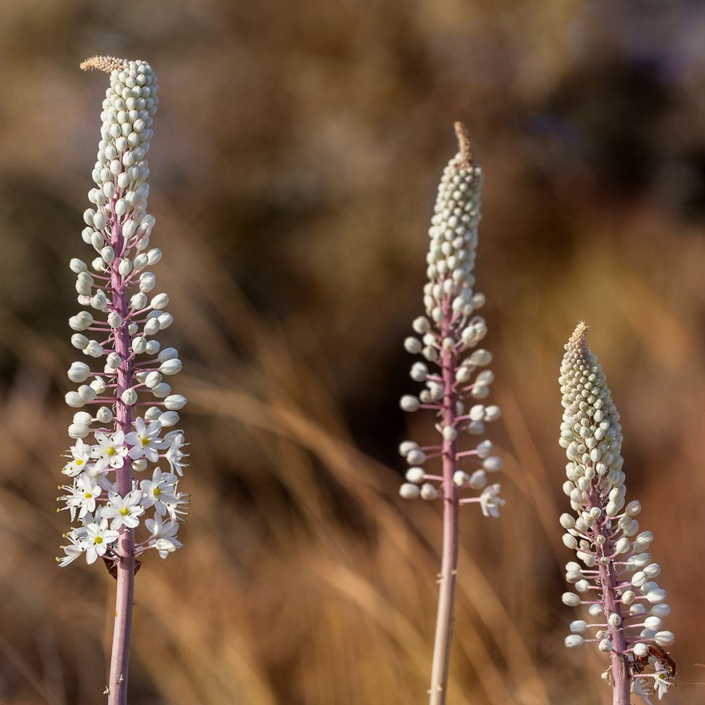 Urginea maritima - Scilla marina