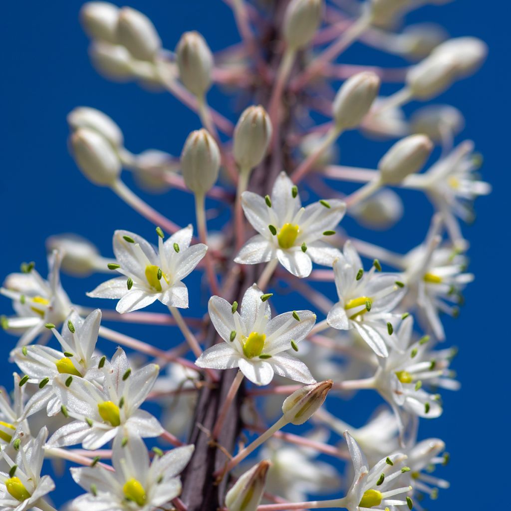 Urginea maritima - Scilla marittima