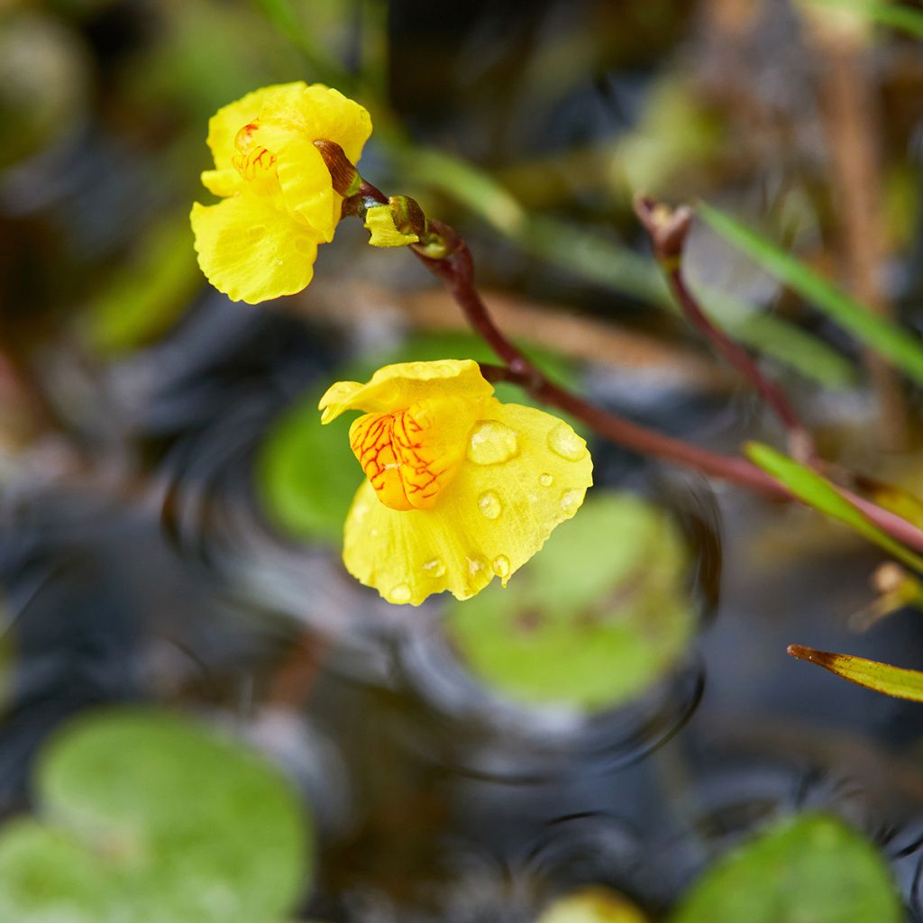 Utricularia vulgaris - Erba-vescica comune