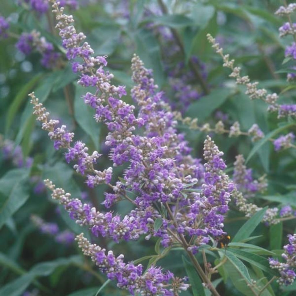Vitex agnus-castus Latifolia - Agnocasto