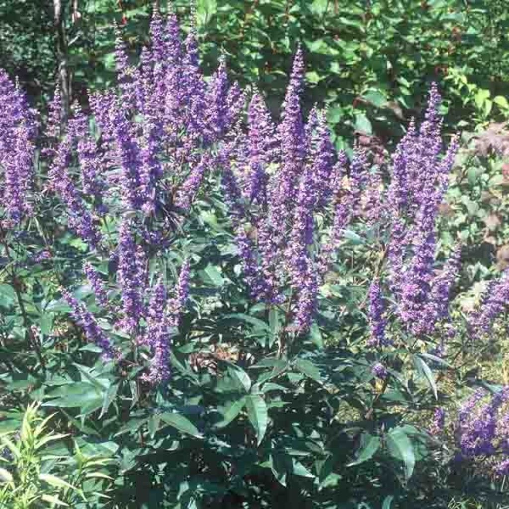 Vitex agnus-castus Latifolia - Agnocasto