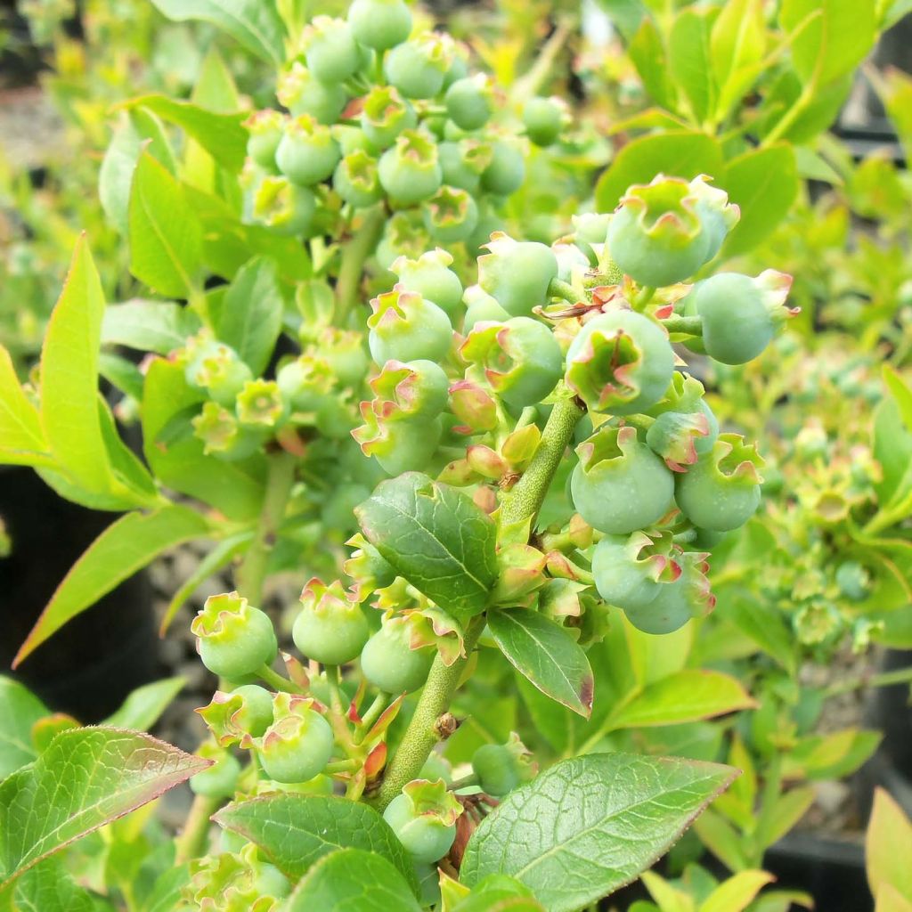 Vaccinium Tophat - Mirtillo nano