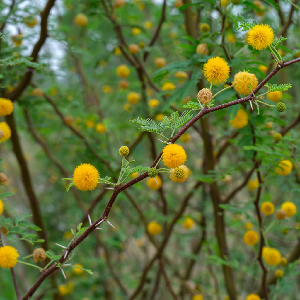 Vachellia farnesiana - Gaggìa