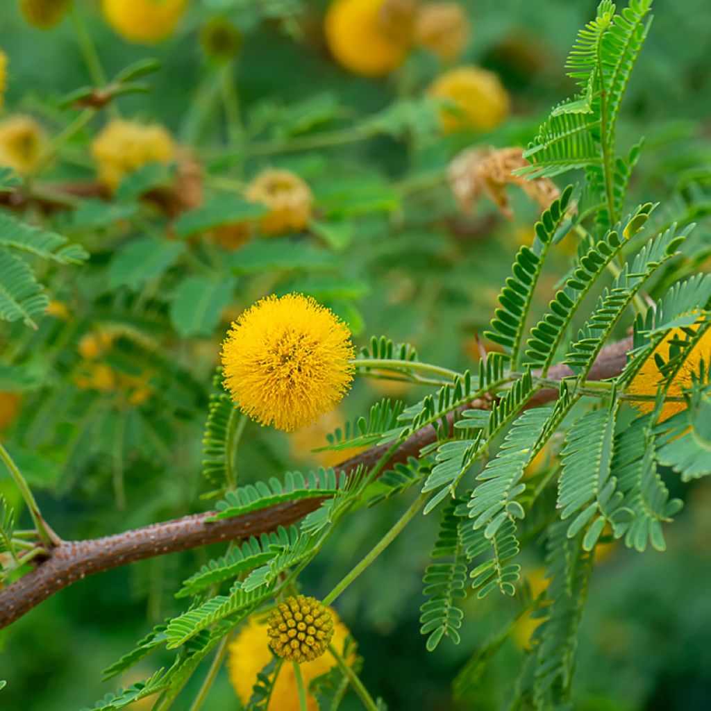 Vachellia farnesiana - Gaggìa