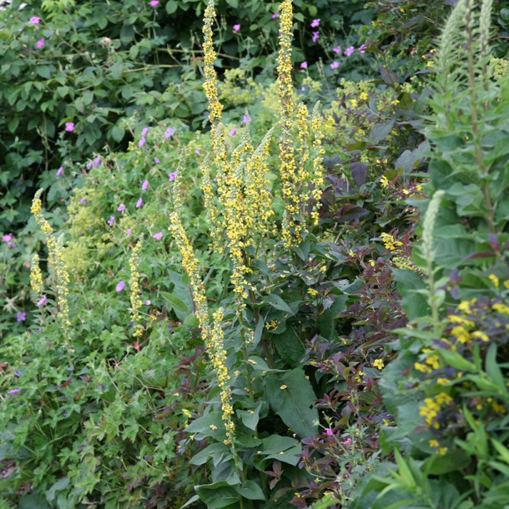 Verbascum Cotswold Queen - Verbasco