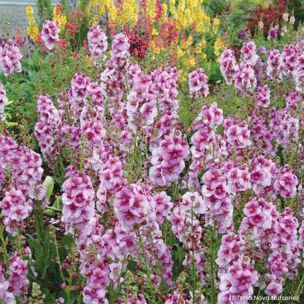 Verbascum Lavender Lass - Verbasco